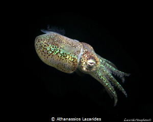 Bobtail squid by Athanassios Lazarides 
